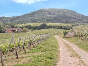 Maisons de vacances Maison de charme a Wuenheim avec jardin et terrasse : photos des chambres