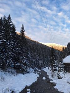 Шепіт Карпат