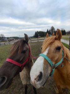 Agroturystyka Wiktorówka