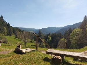 Appartements Appartement rez-de-chaussee dans vielle ferme au coeur des Vosges : photos des chambres