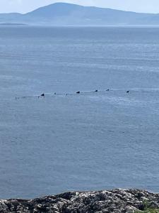 Dolphin View Lambs Head