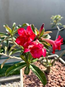 Ubud Apartments Praia do Frances