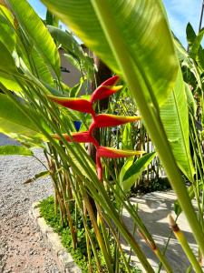 Ubud Apartments Praia do Frances