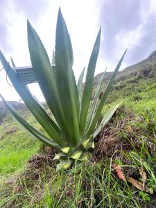 The Frailejon Mountain