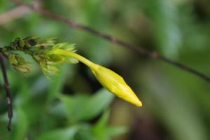 Aloe Vera Guest House