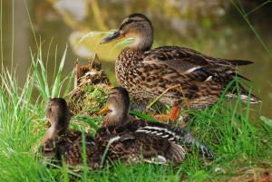 Klieber - Urlaub am Biobauernhof