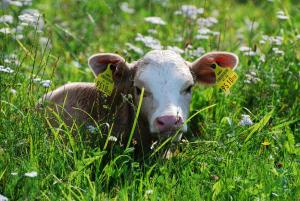 Klieber - Urlaub am Biobauernhof