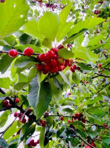 Tiny House Lindebo near by the Beach