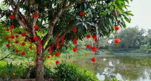 LUX HOME Phước Hải