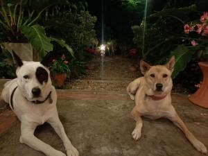 Villa Albizia, Chiang Mai