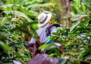 Hacienda Ceylán - Hacienda Cafetera