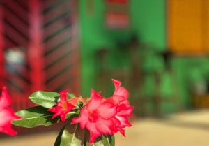 Suítes e Chalé Colibri - Passarim Hospedagem