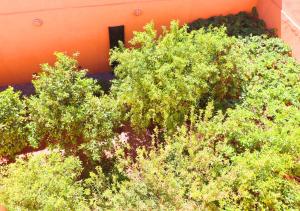 Drâa Oasis House Palm Apartment