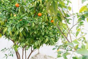 Ideal para Home Office com Terraço Privado