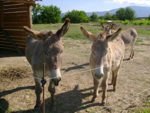 Sejours a la ferme La Grange de Campaulise - Camping a la ferme - Hebergements - Mont Ventoux : photos des chambres