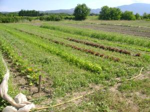 Sejours a la ferme La Grange de Campaulise - Camping a la ferme - Hebergements - Mont Ventoux : photos des chambres