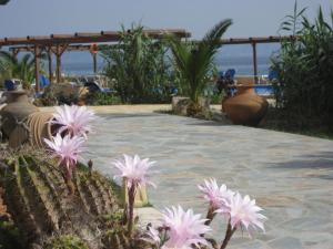 Irides Aegina Greece