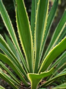 The Dream Garden Bungalow