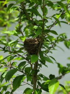 The Dream Garden Bungalow