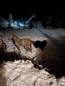 Apartment Schlager Maria