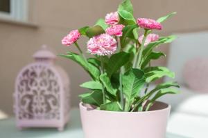 LovelyLoft Auditorio