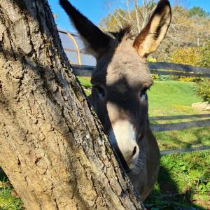 Hotels Domaine de La Rhonie : photos des chambres