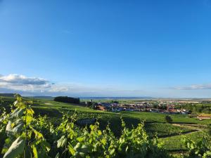 Maisons de vacances A la croisee des Louvieres - Le Mesnil sur Oger : photos des chambres