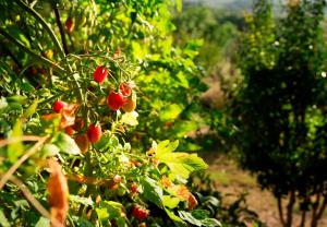 Agriturismo SantEmilia