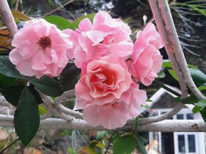 Balmy Hideout Cafe& Homestay