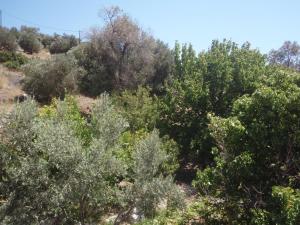 Lemon House Samos Greece
