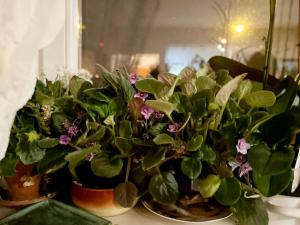 Mara apartment, Belgrade, New belgrade