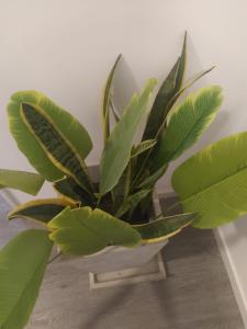 Studio en edificio con Amentities Alta Gama con Cocina