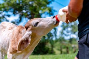 Casa Lajas - Casa 1 - Hospedaje, Granja y Turismo Rural