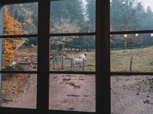 Appartements Gite Tranquille a la Ferme Vosgienne avec Parking - FR-1-589-779 : photos des chambres