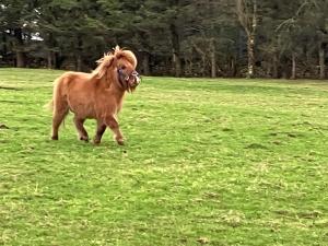 The Snuggly Sheep Shepherd Hut Campview Farm Stay
