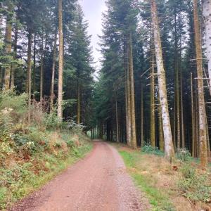 Appartements Gite Des Sapins : photos des chambres