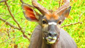 5 Sleeper Bushcamp Chalet Hartbeespoort