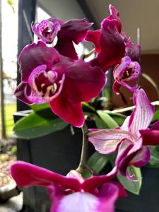 SHARED Room - Purple Room - Bunk 1