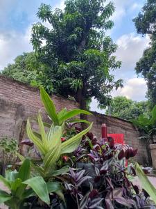 Entre Mangos y Tucanes