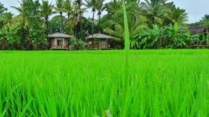 Rice Villa Retreat
