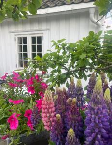 Sentrum Lillesand unique accommodation