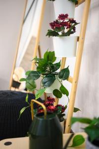 Insubria 8-dx - Monolocale Cool