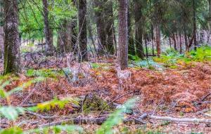 Maisons de vacances Cozy Home In Blancafort : photos des chambres