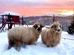 Janiołowa Ostoja Apartament pod Tatrami