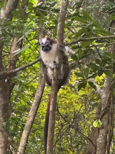 Aqeel cabin in the nature
