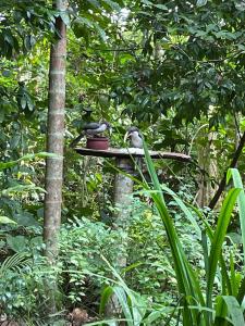Gallene Gala Nature Resort