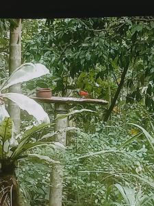 Gallene Gala Nature Resort