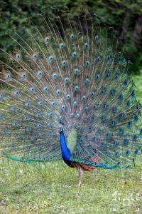 Wilpattu Lakwin Guest