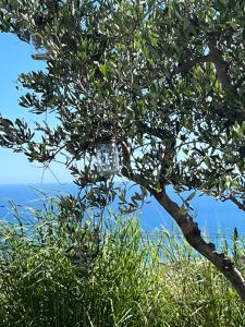 Bella Vista Poggi - 180 Grad fantastischer Meerblick & Pool