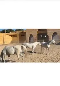 Sultan's Meadow - Ḩulwān